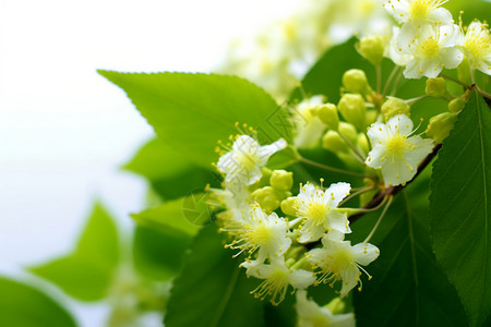 绿植小花绿叶中的小花背景