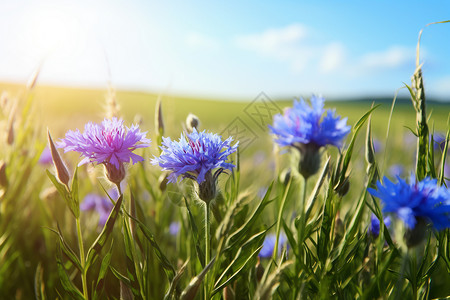 蓝色矢车菊草丛中的鲜花与阳光背景