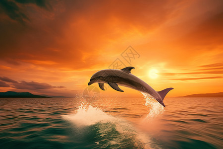 海洋生物海豚海豚在日出或日落时跃出水面背景