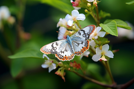 山楂花盛放花丛中的彩色蝴蝶背景