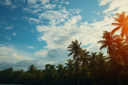棕榈树的天堂背景图片