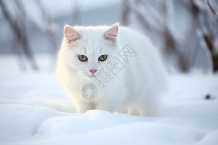 小猫在雪地里玩耍背景图片