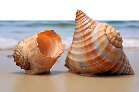 两颗贝壳背景图片
