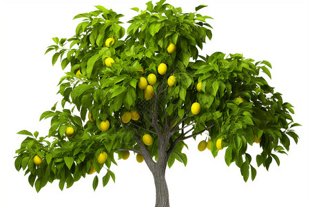 孤立的柠檬树插画