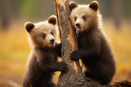 浇树的小熊两只小熊背景