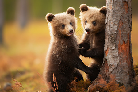 浇树的小熊小熊的友谊背景