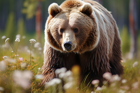 草原上的熊自然草食者高清图片