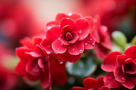 盛开的红花图片