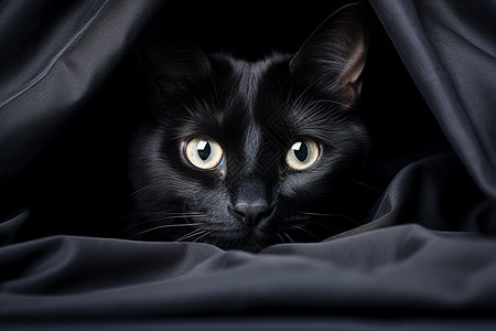 暗中观察猫趴着的一只黑猫背景
