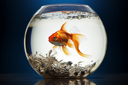 玻璃鱼缸水下的金鱼设计图片