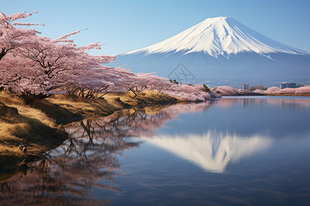 冬天的美丽富士山景色背景图片