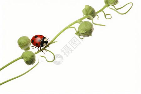 惊蛰虫子小甲虫在花枝上静坐背景