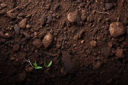 泥土中生长的植物背景图片
