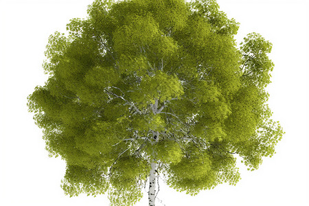 绿色的小树背景图片