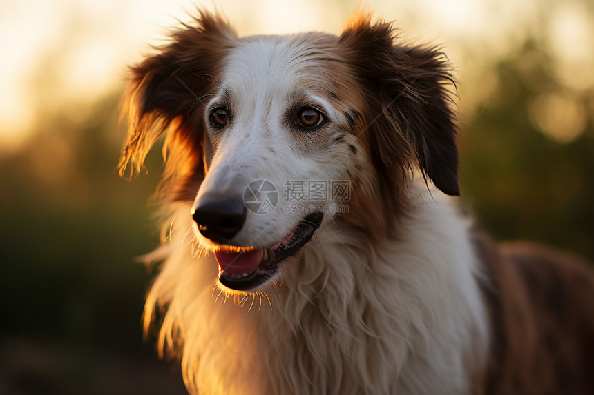 一只迷人的波萨中华犬图片