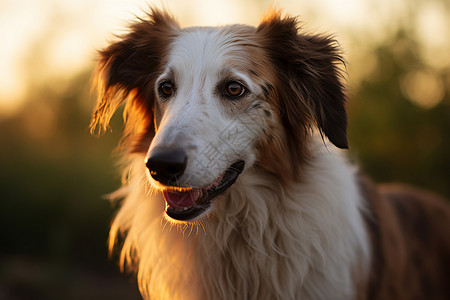 一只迷人的波萨中华犬高清图片