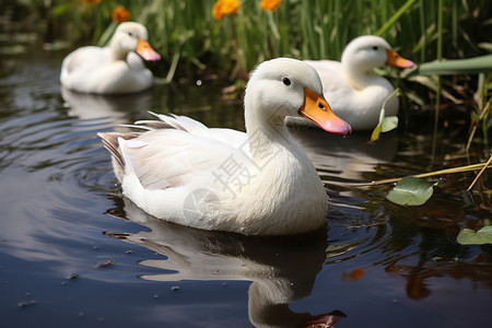 漂浮的羽毛湖上漂浮的一群鸭子背景
