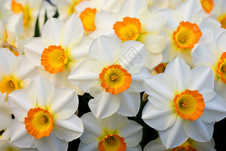 春天里的白色花海图片
