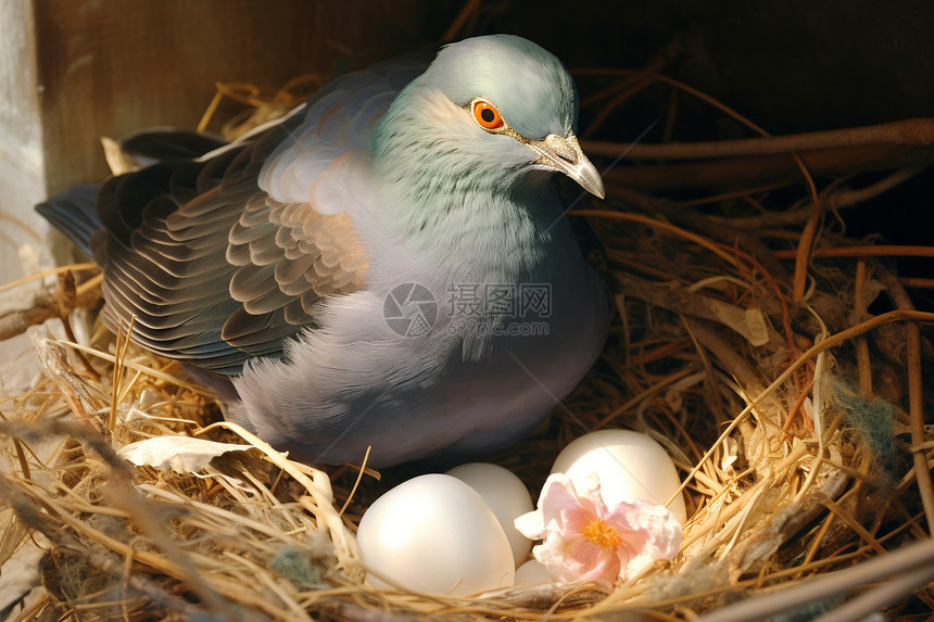 鸟巢中的孵化生命图片