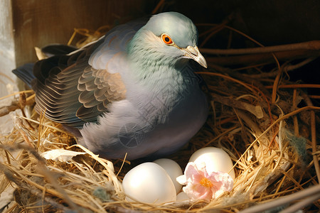 鸟巢中的孵化生命背景图片