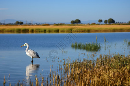 安静的湖水上一只白鸟独自站在水中高清图片