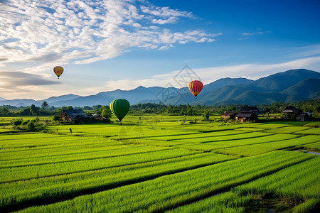 热空气球热气球和稻田背景