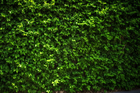 墙上的爬山虎墙上的绿植背景
