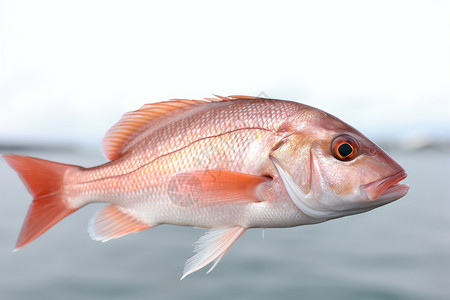 海鲜红鲷鱼插画
