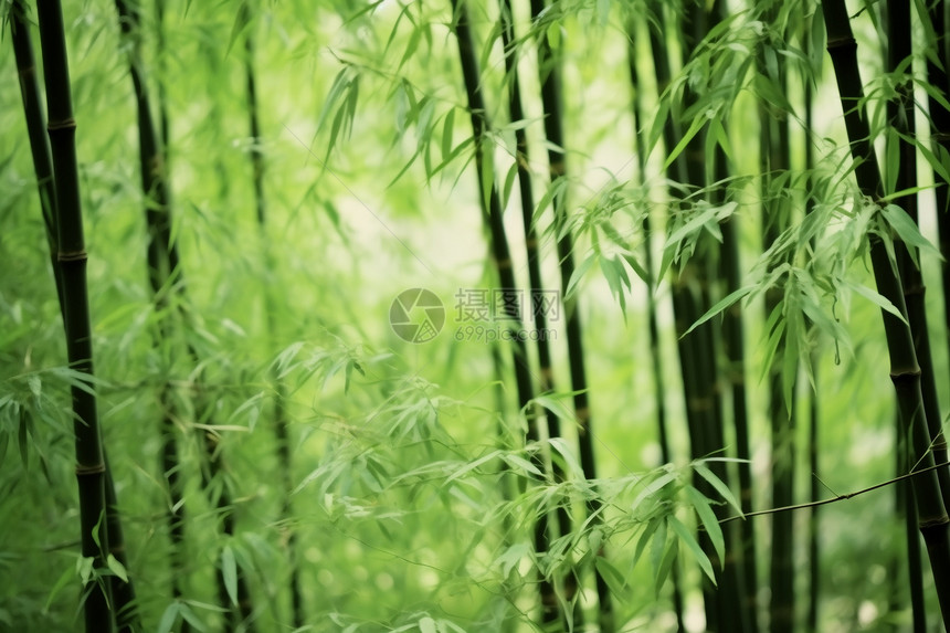 竹林美景图片
