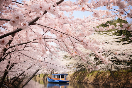 樱花之舟图片