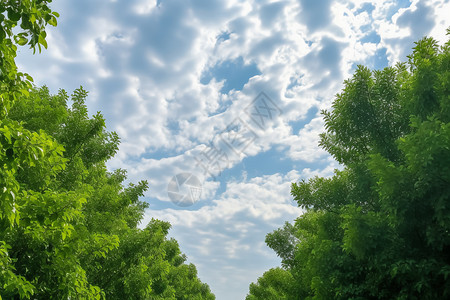 大自然绿树信纸绿树和白云背景