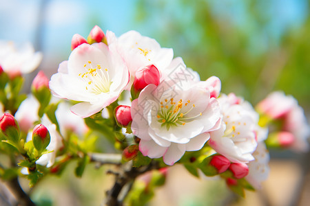 樱花树枝头复苏粉白色高清图片