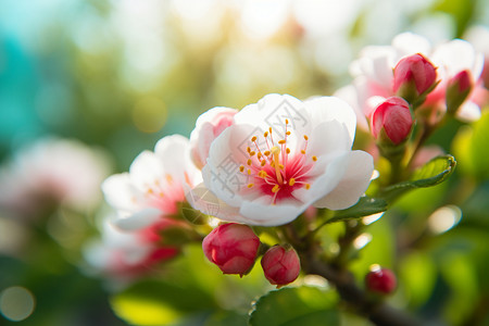 贴近的樱花春季粉白色高清图片