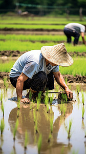 农民在种水稻图片