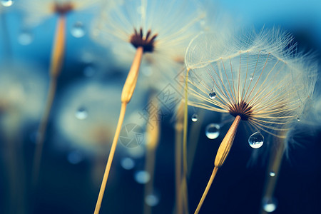 被雨水打湿的蒲公英高清图片