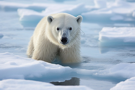 北极熊冰山冰水上的北极熊背景