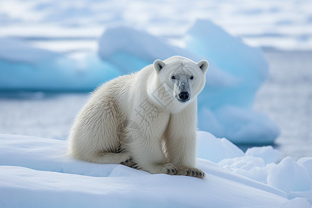北极熊背景图片