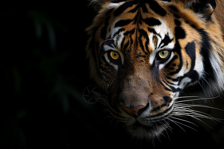 黑老虎黑暗中观察的老虎背景