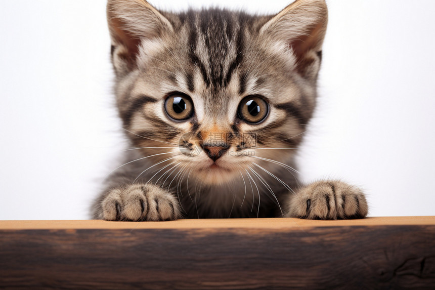 趴着木板的猫咪图片