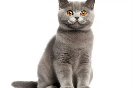 一只灰色猫咪坐在白色背景前图片