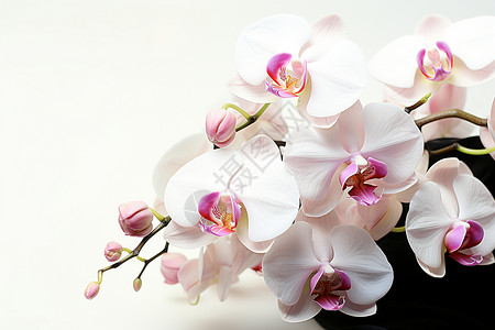 粉白兰花优雅绽放背景图片