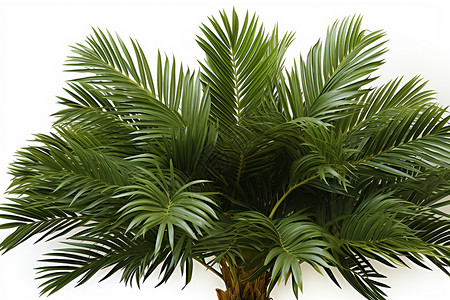 绿叶与棕榈树背景图片