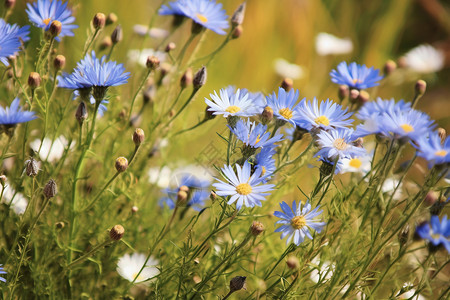 美丽的蓝色花朵背景图片