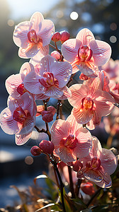 阳光下的花朵背景图片