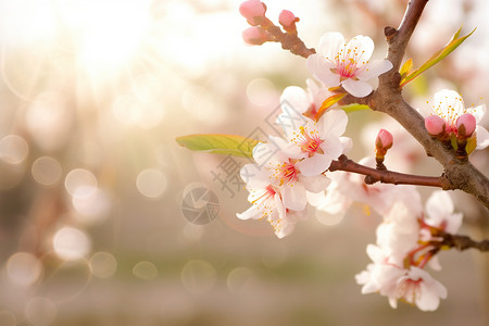 信阳百花园春天的百花园背景