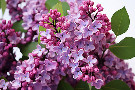 丁香花花束新鲜的丁香花背景