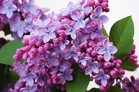 紫色的丁香花背景图片