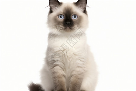 蓝眼睛的布偶猫背景图片