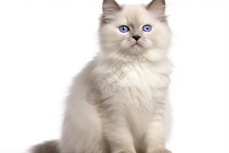 美丽的布偶猫背景图片