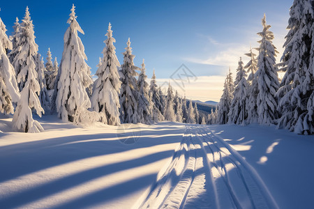 冰雪森林的景象背景图片